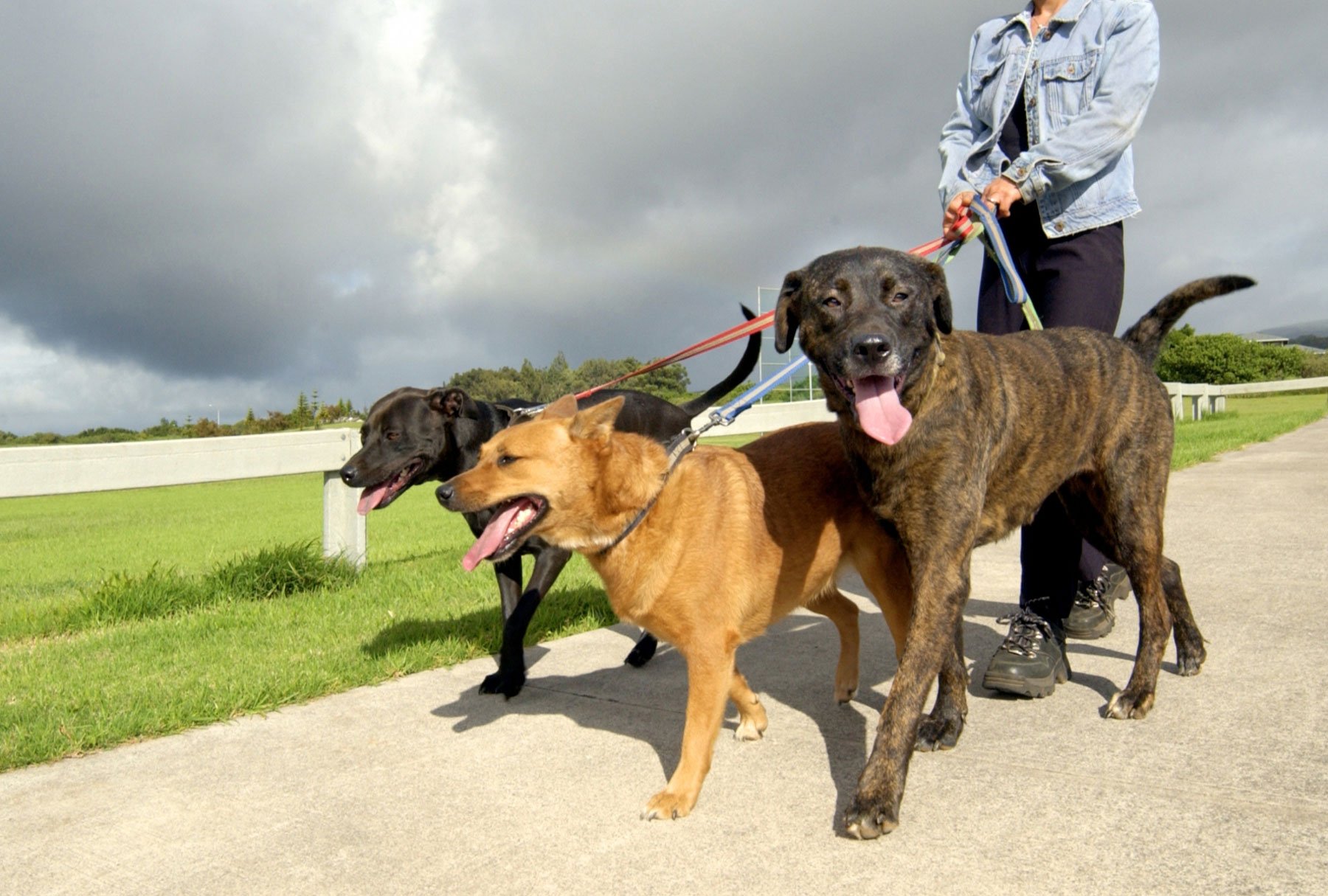 Walking your dog is a great way to keep fit!