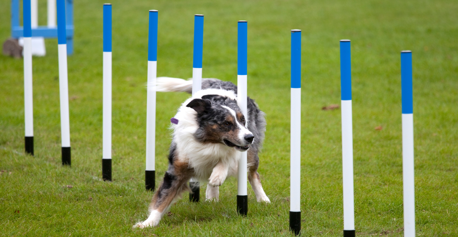 active agility dog