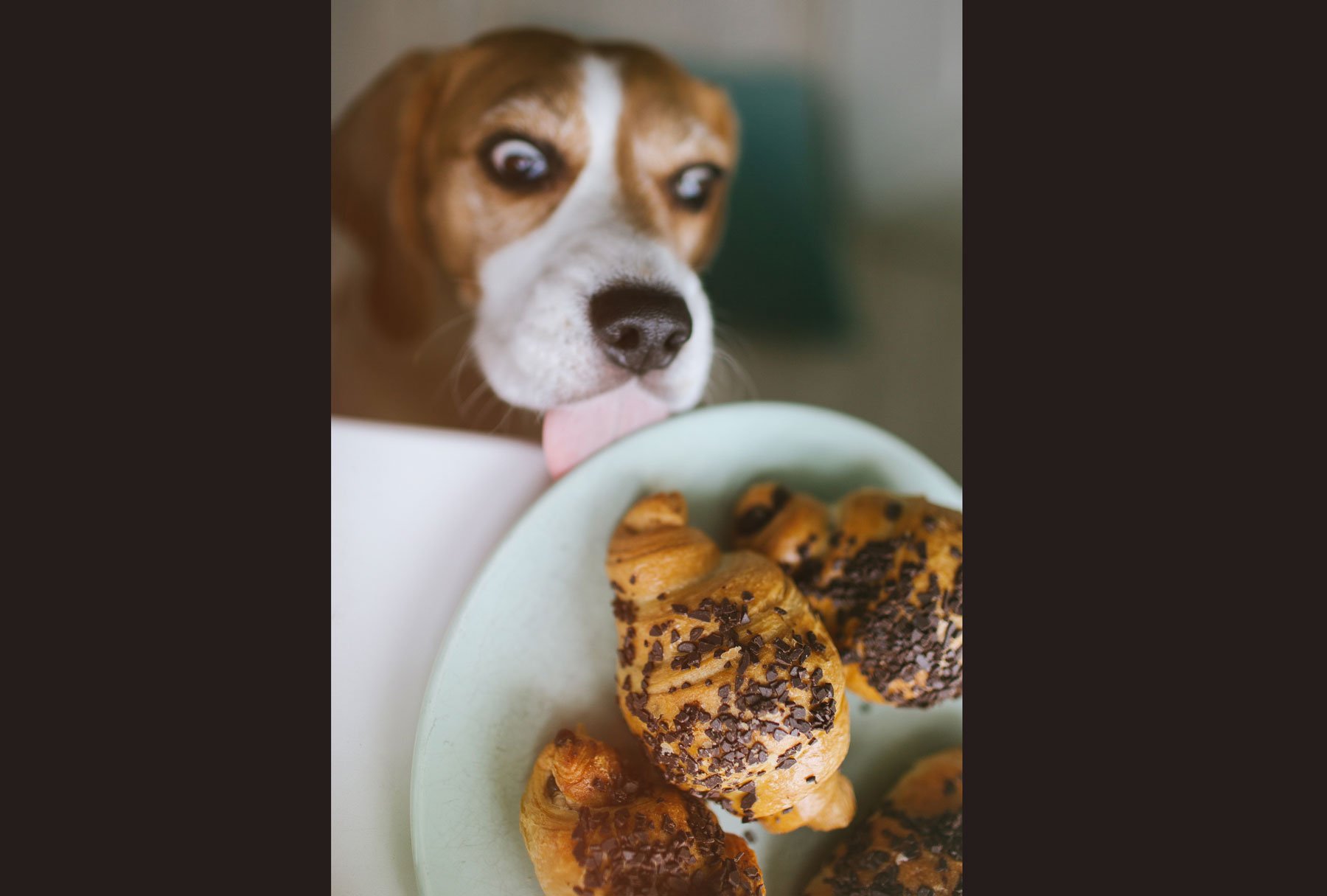 What to Do if Your Dog Eats Chocolate