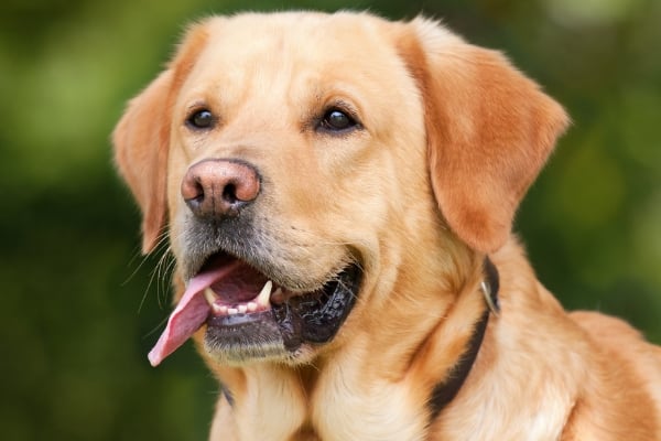 beautiful lab ready to play