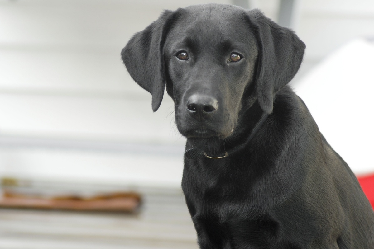Black labs are large breeds