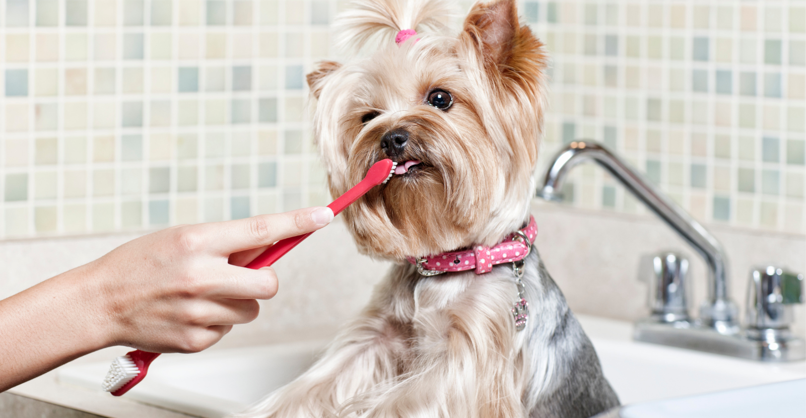 Clean your dog's teeth!