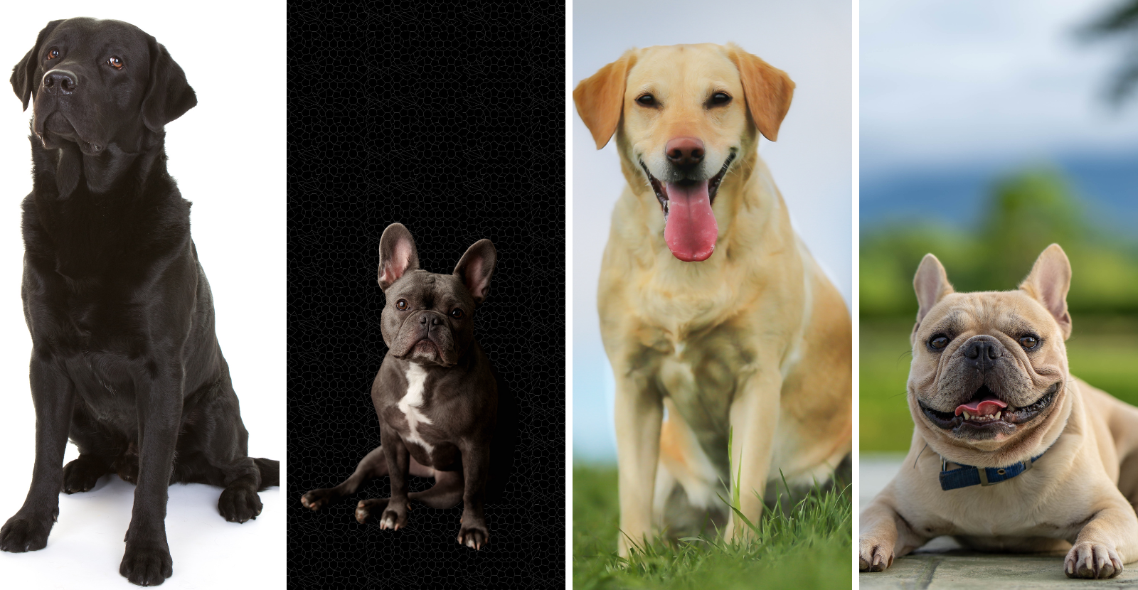 bulldogs vs labradors (1600 × 830 px)