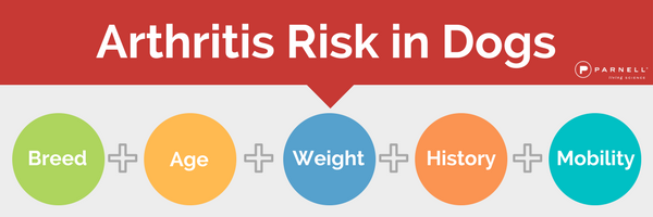 Arthritis Risk in Dogs