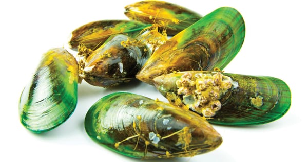 New Zealand Green Lipped Mussel 