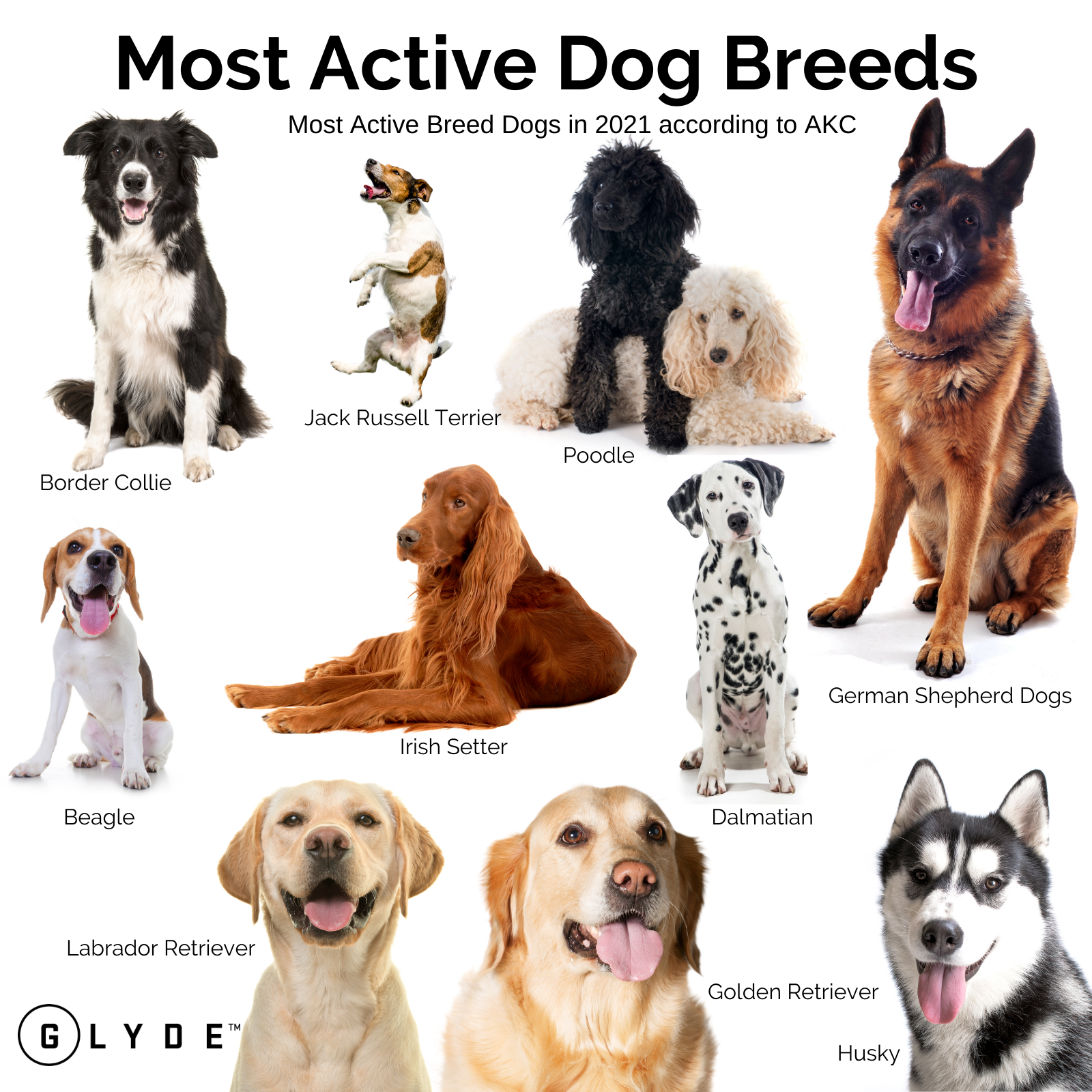 most active dogs