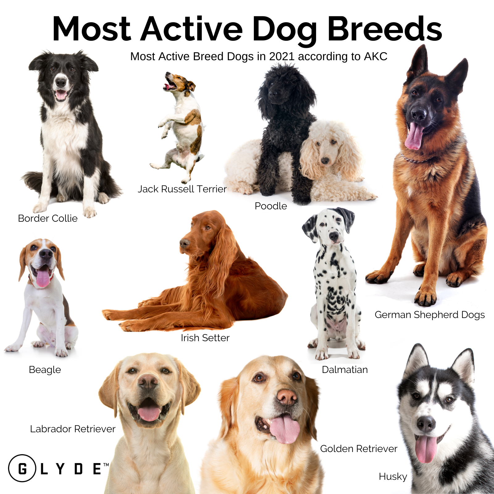 what is the most active breed of dog