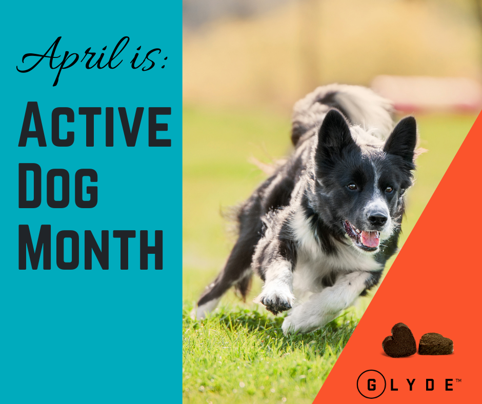 Active Dogs are Glyde Dogs