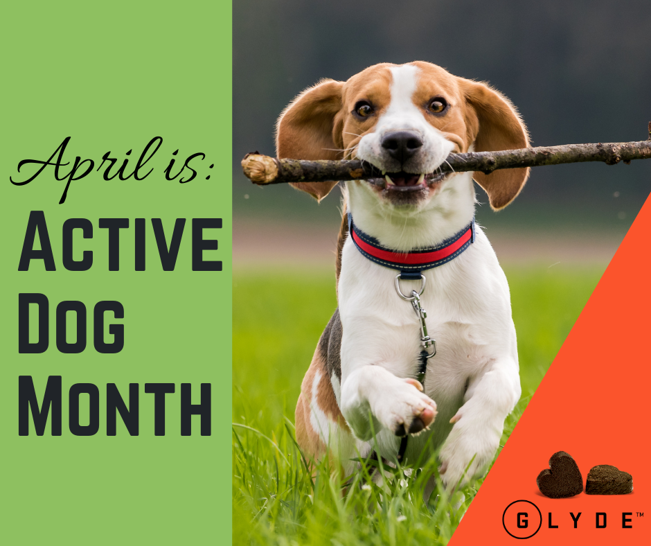 Active Dog Month