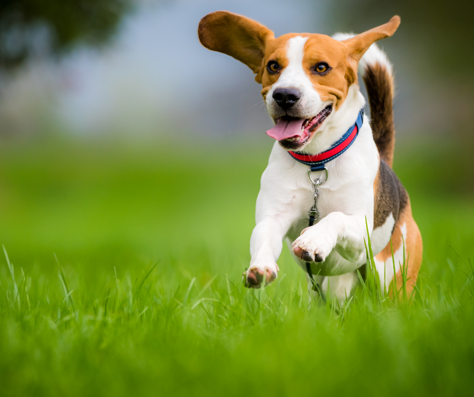 Beagle Running