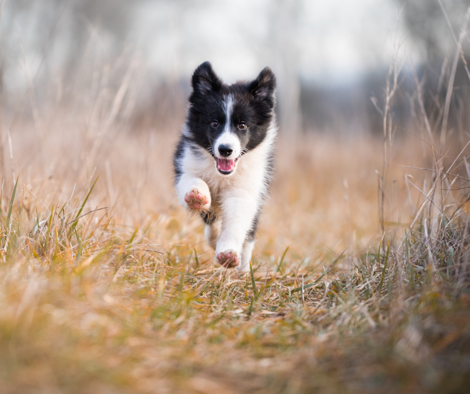 Border Collie