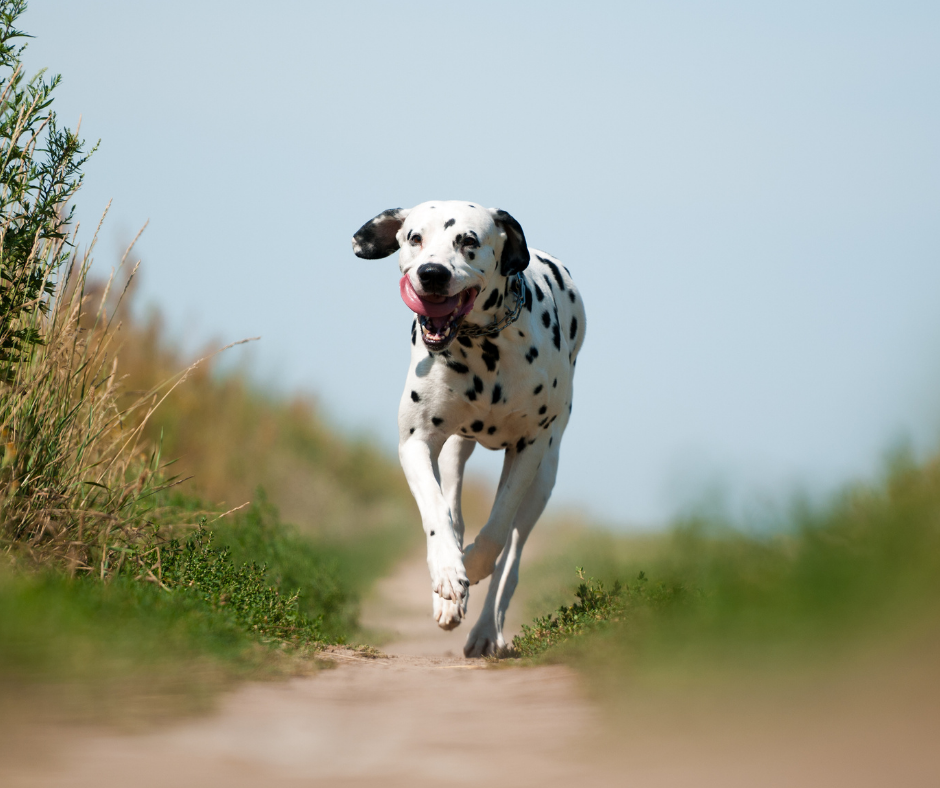 Dalmation