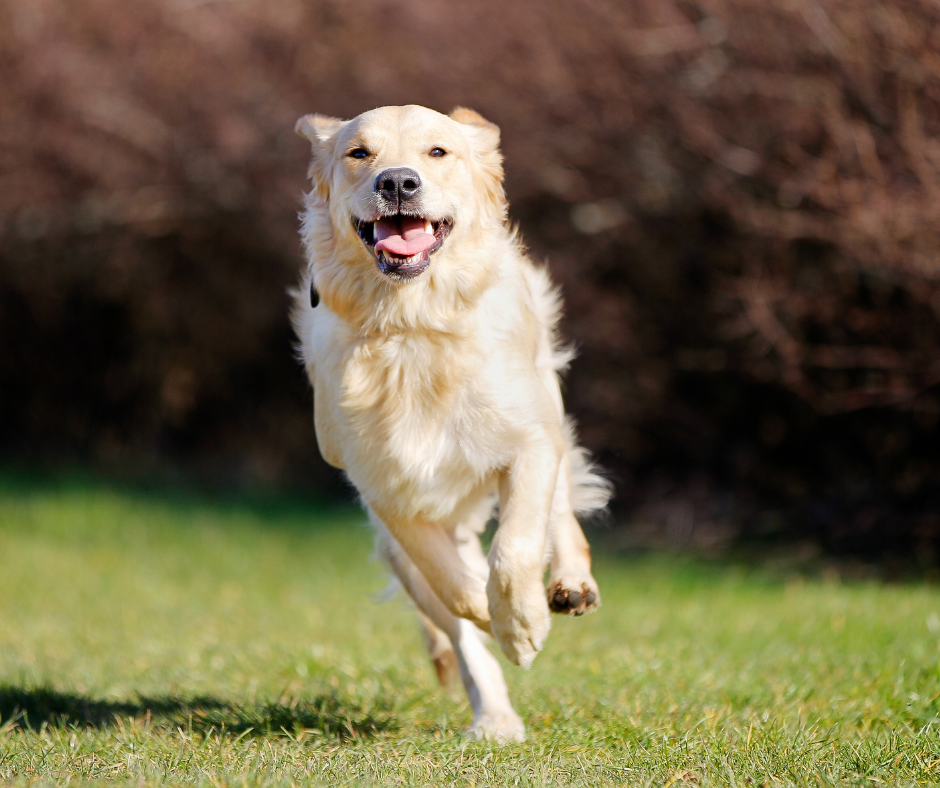 Golden Retriever