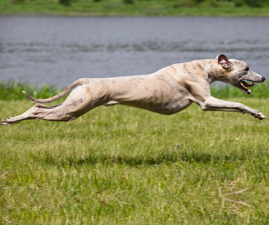 Greyhound