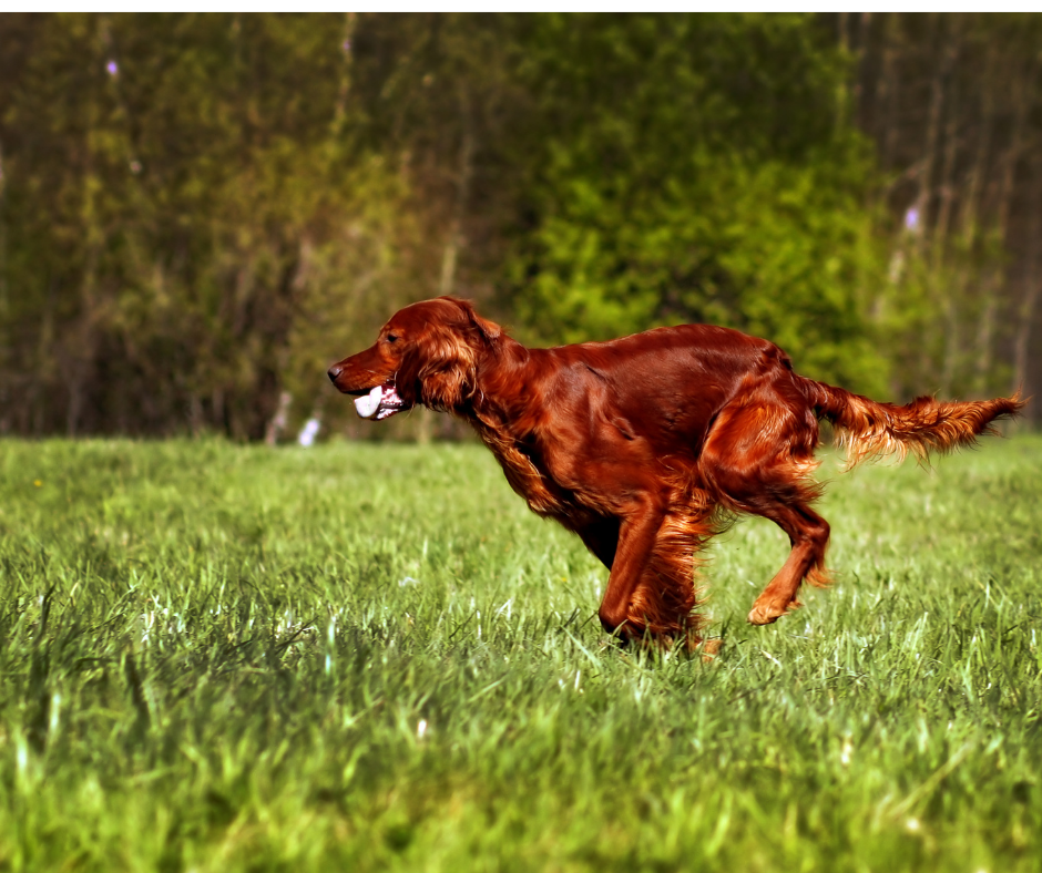 Irish Setter