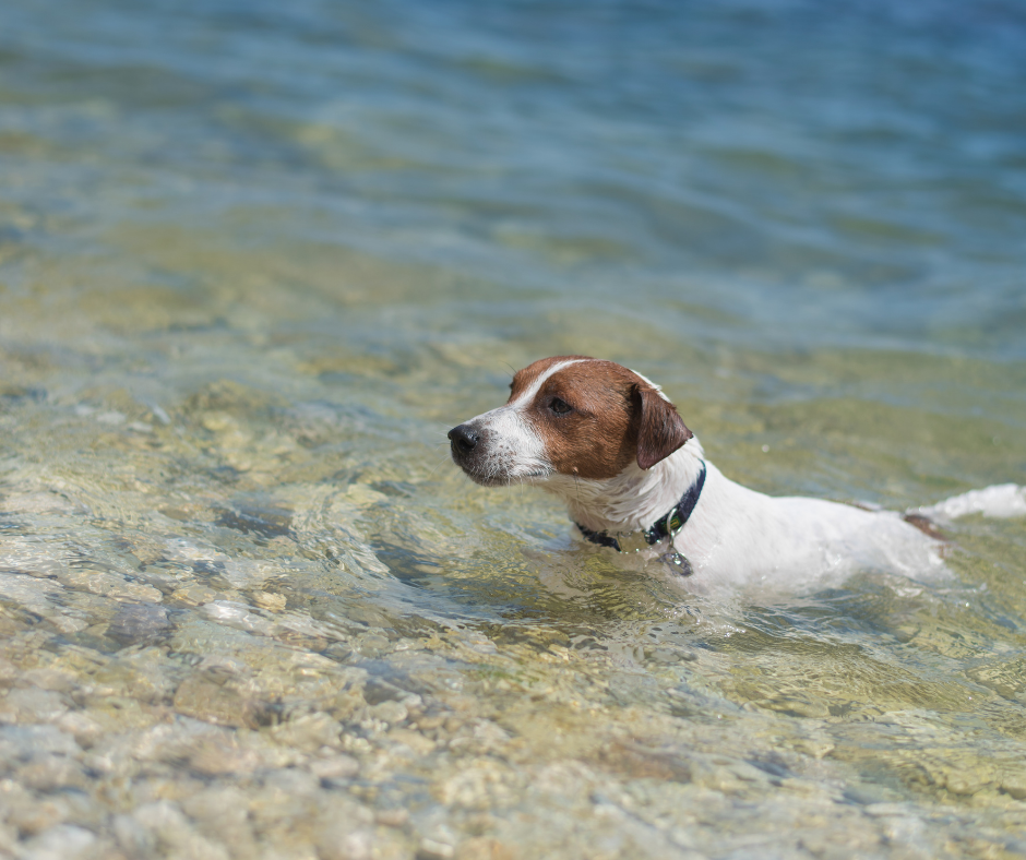 Jack Russel Terrier