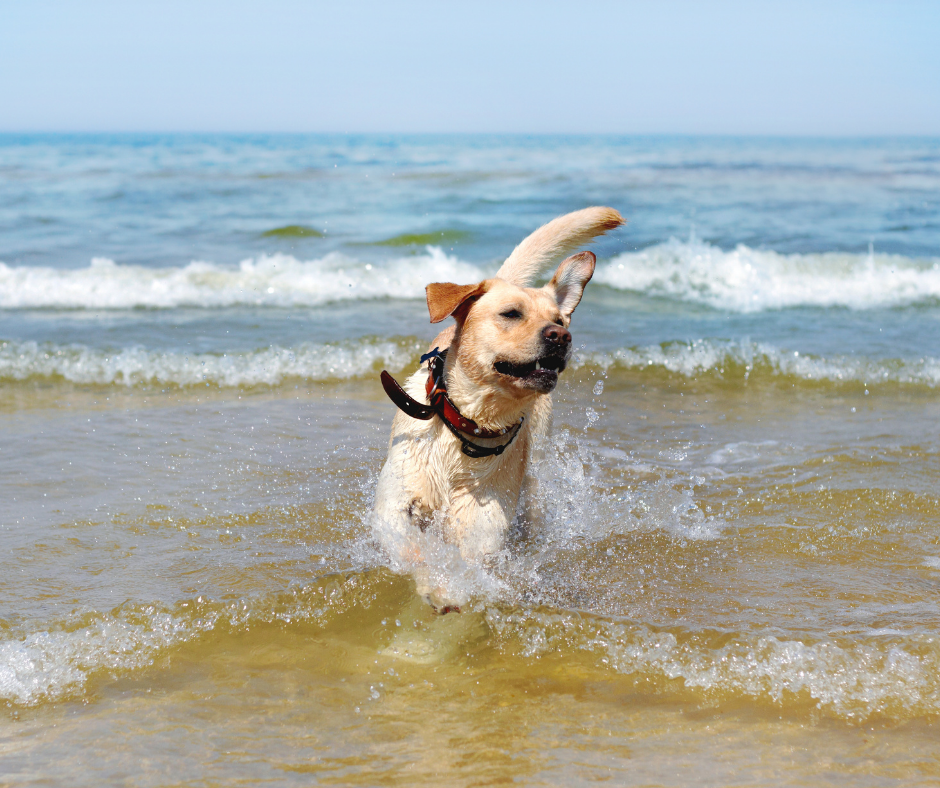 Labrador Retriever