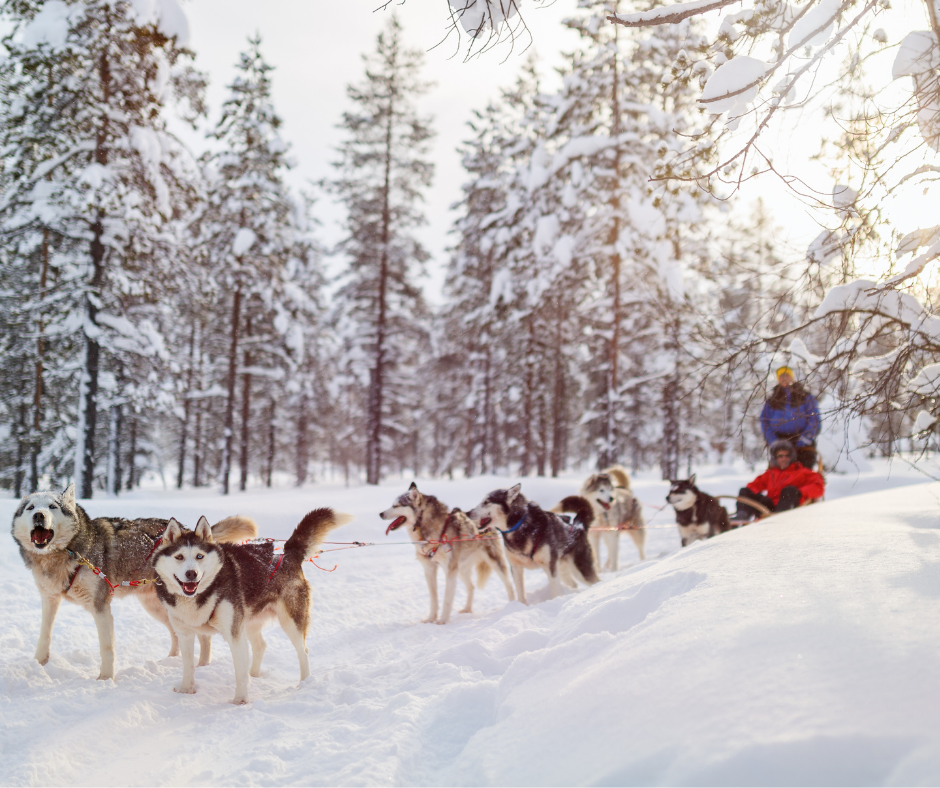 Sled Dogs are Huskies