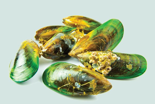 Green-Lipped-Mussels