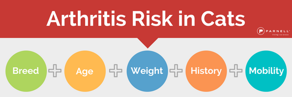 cat-arthritis-risk-email-banner