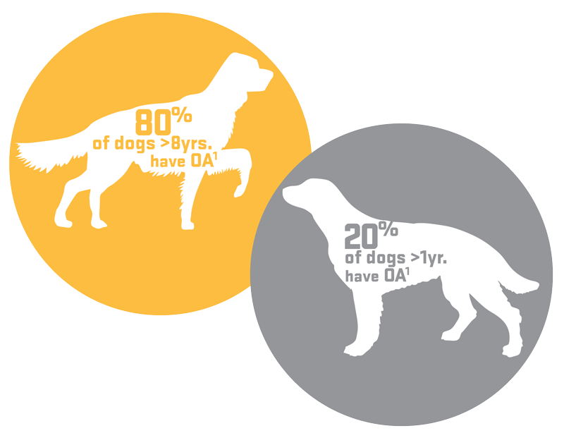 80-20-Dogs-Arthritis-Circle