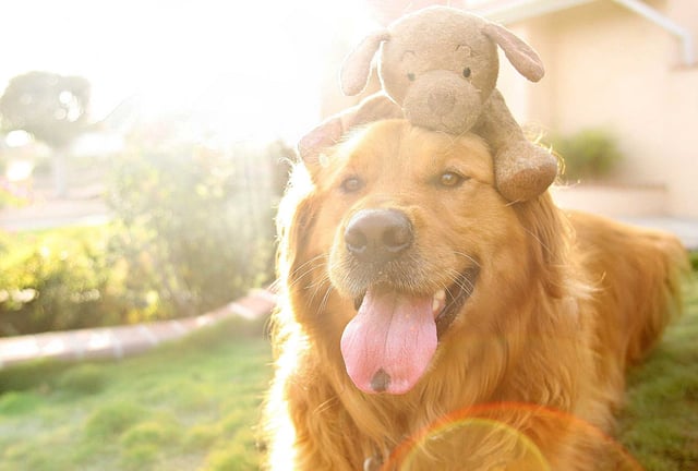 Chuiy-with-animal-on-head.jpg How to help a dog with arthritis