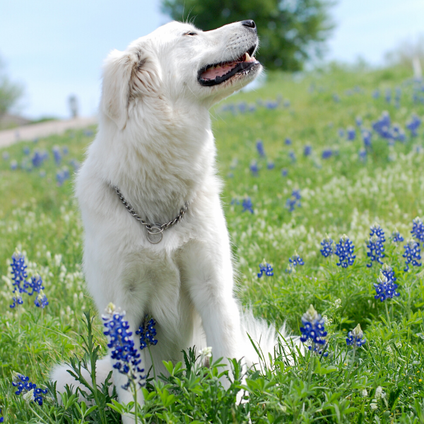 Great Pyrenees puppy