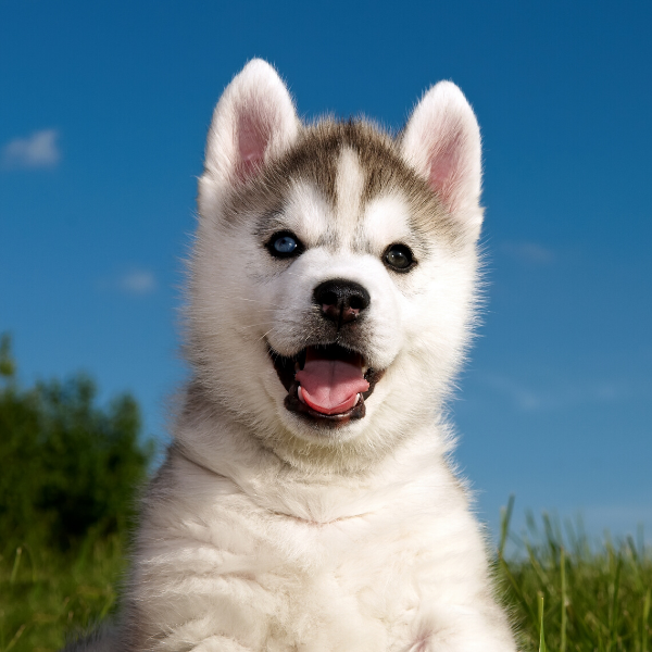 Husky puppy