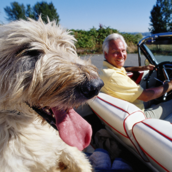 Irish Wolfhound