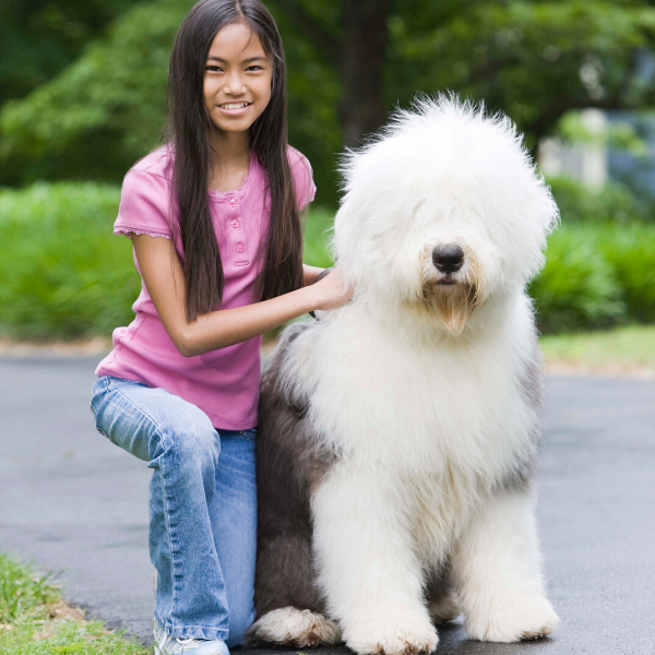 Old English Sheep Dogs