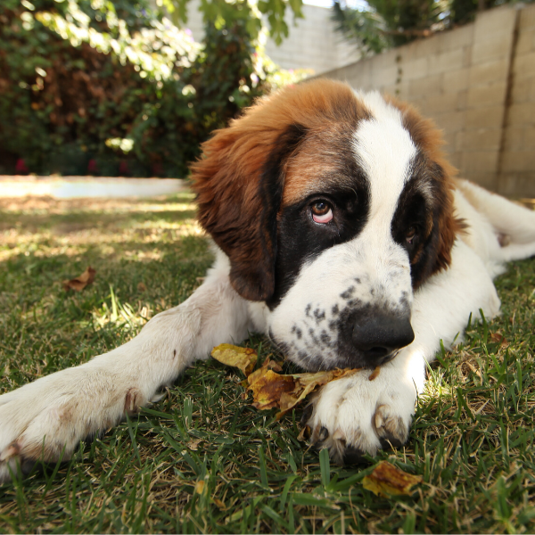 St. Bernard beautiful dogs