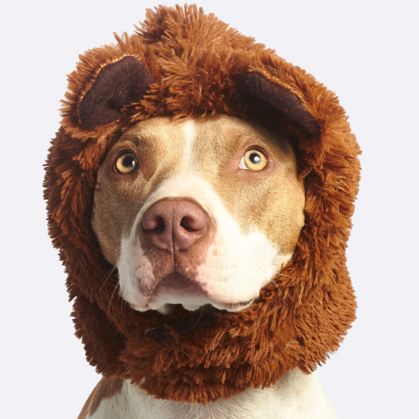 Pitbull in a funny lion hat