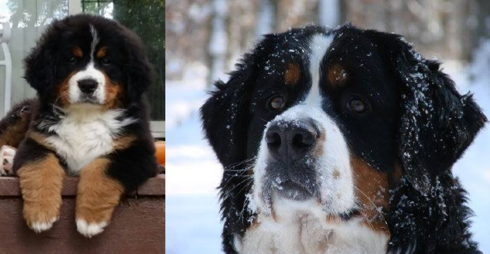 Bernese Mountain Dog