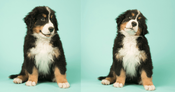 Berner Puppies