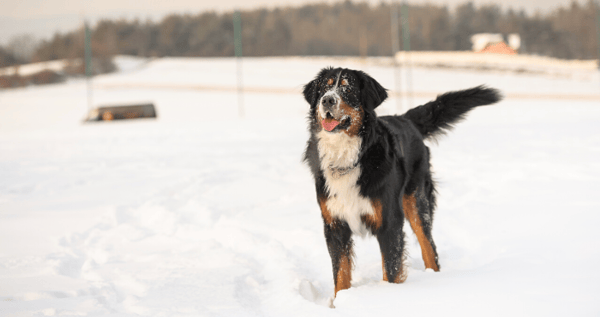 Berner in the snow