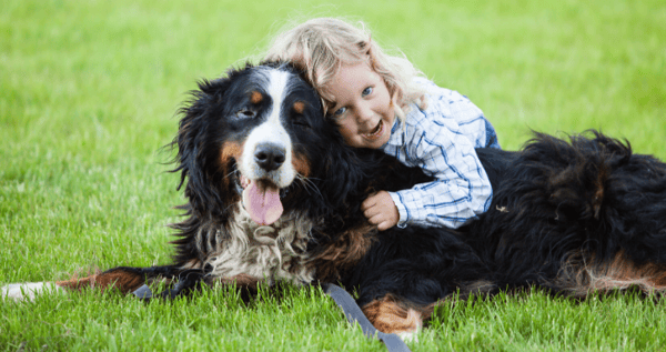 Bernese Mountain Dogs love children