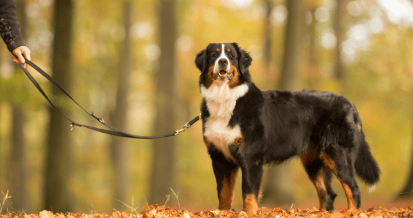 Walking the Berner