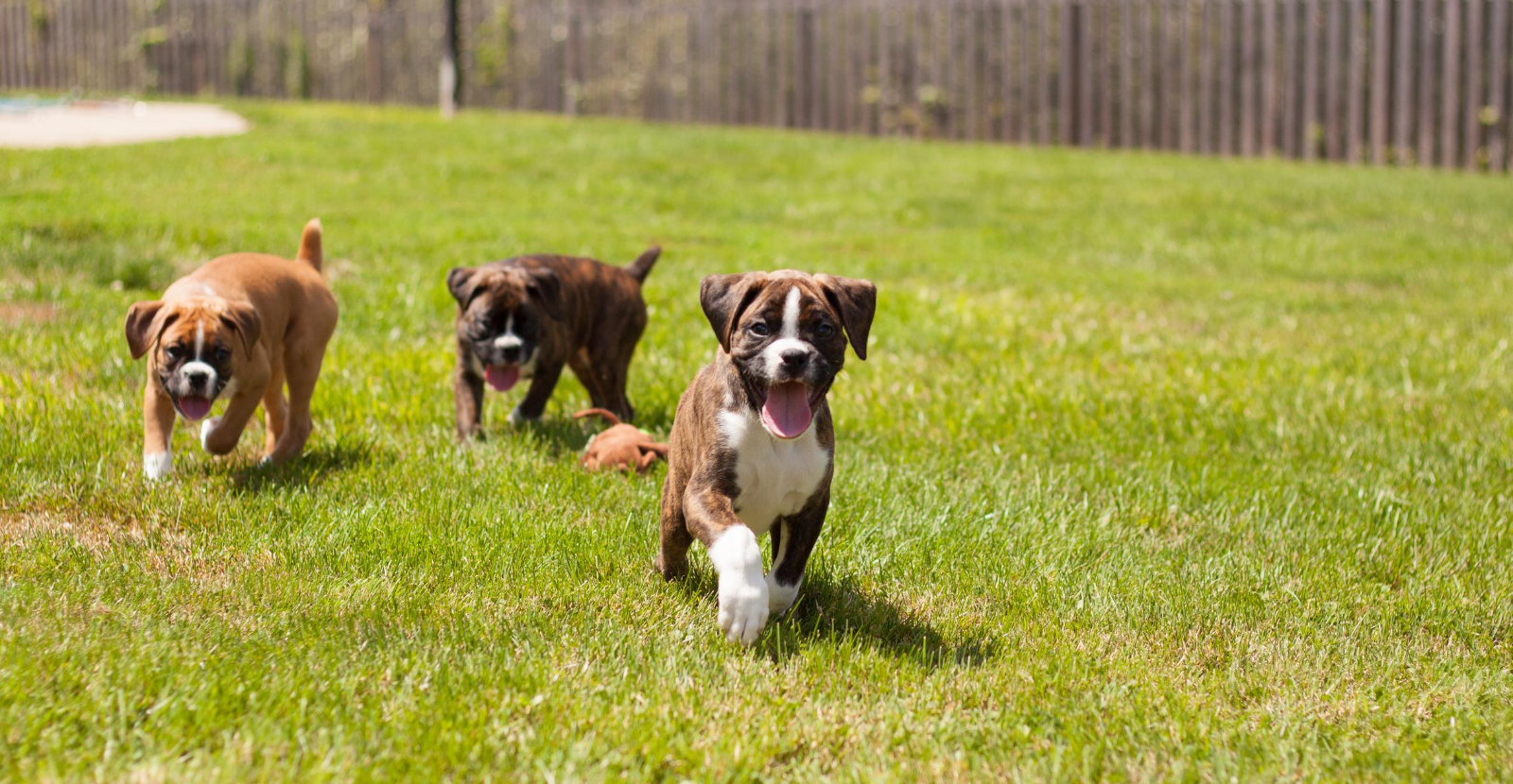 Boxer puppies