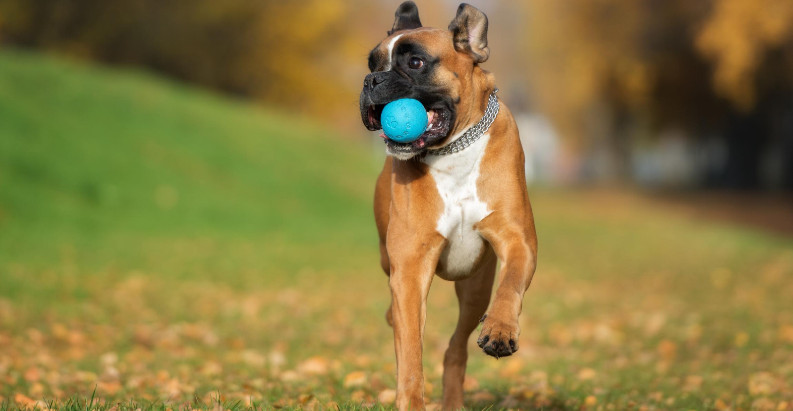 boxer with ball