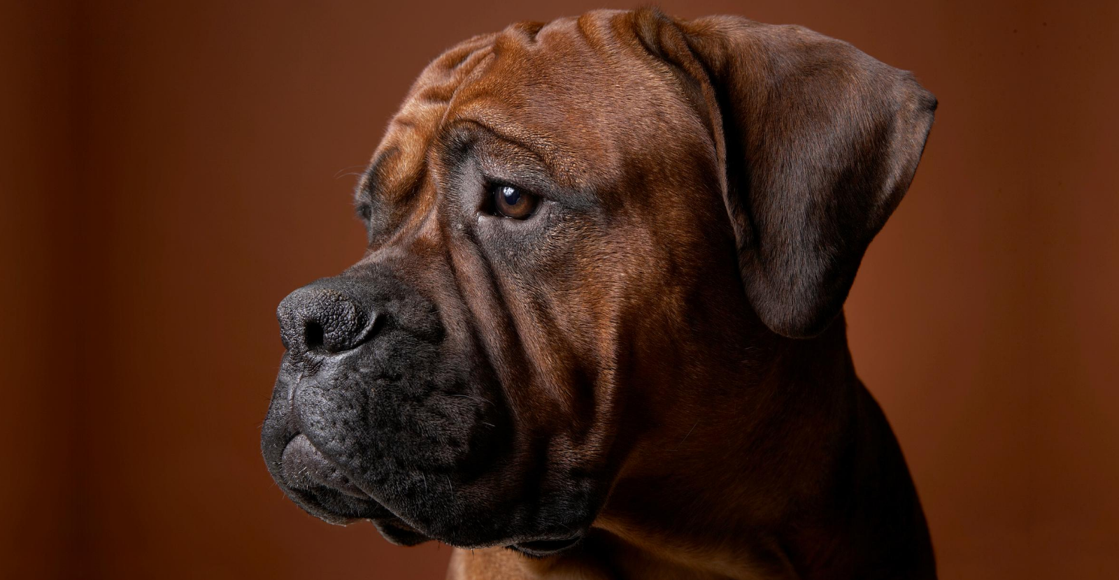 thoughtful boxer