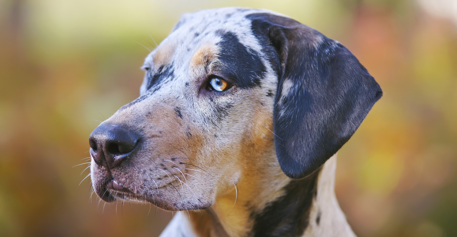 Beautiful Catahoula