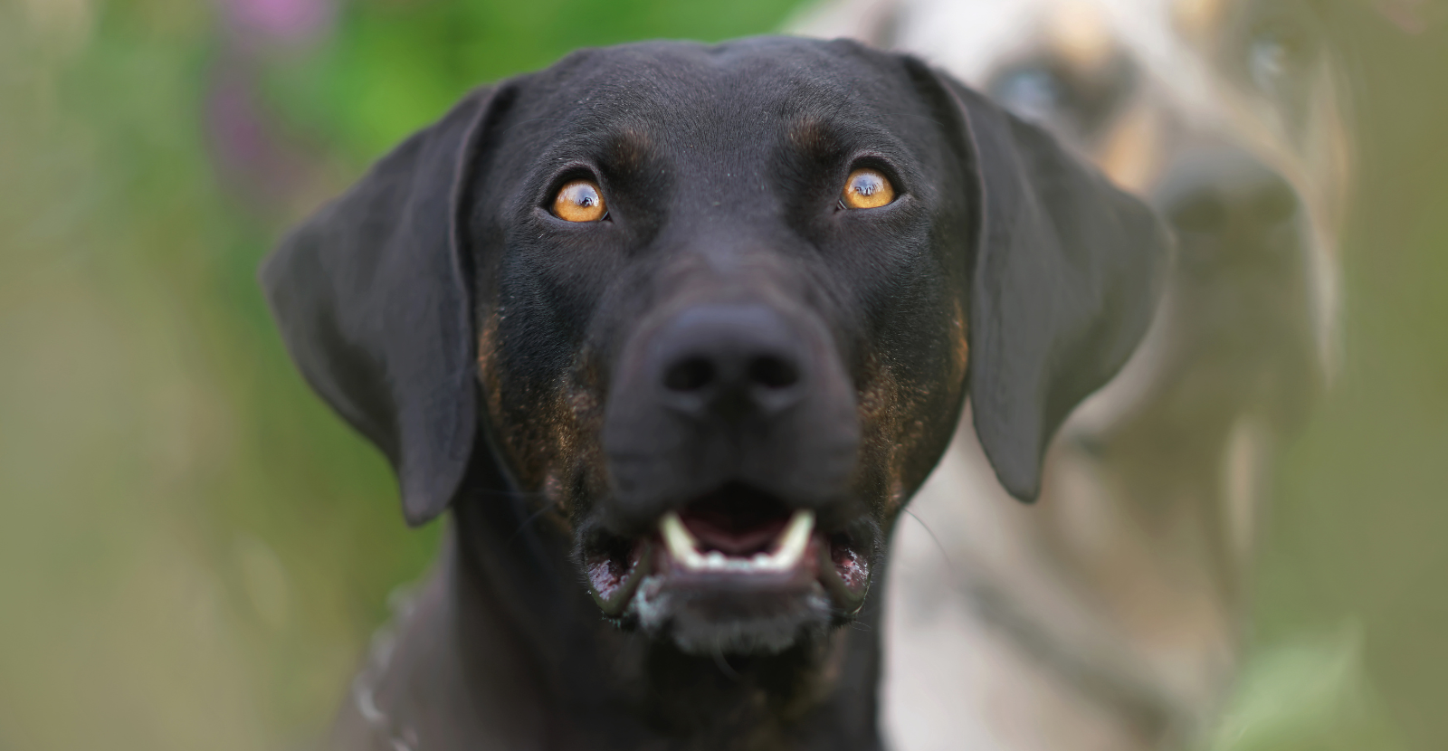 Black Catahoula