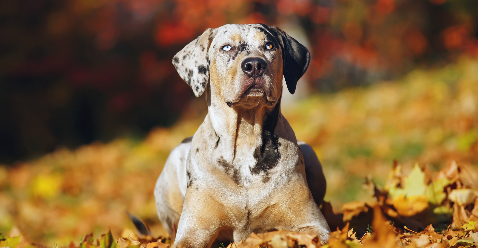 Handsome Catahoulas