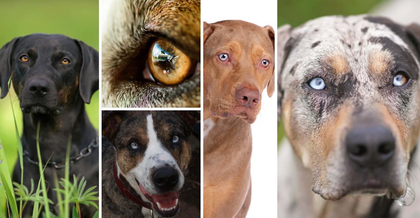 eye color of Catahoulas