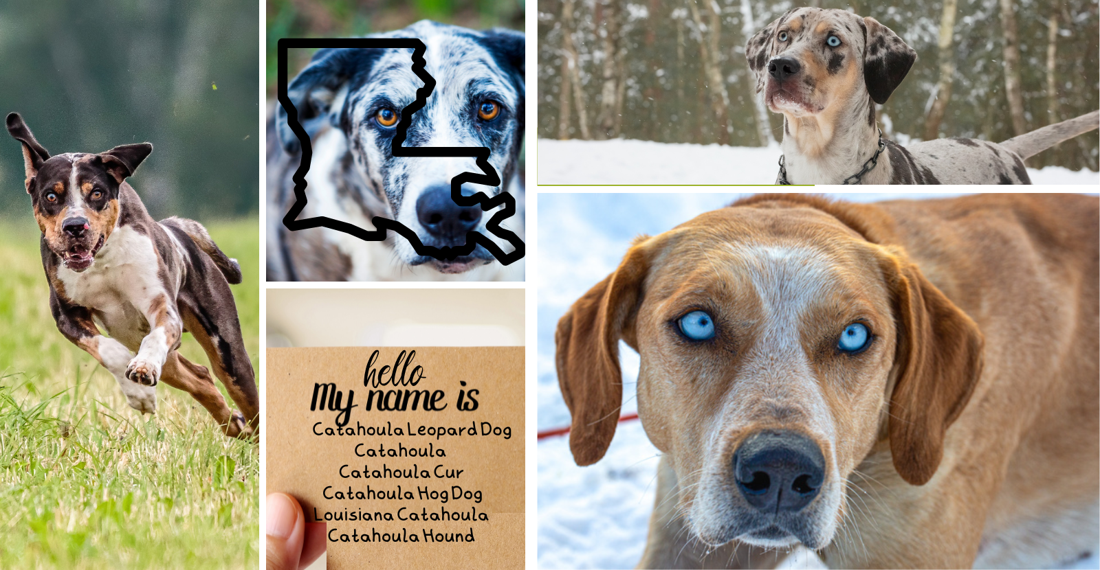 facts of Catahoulas 