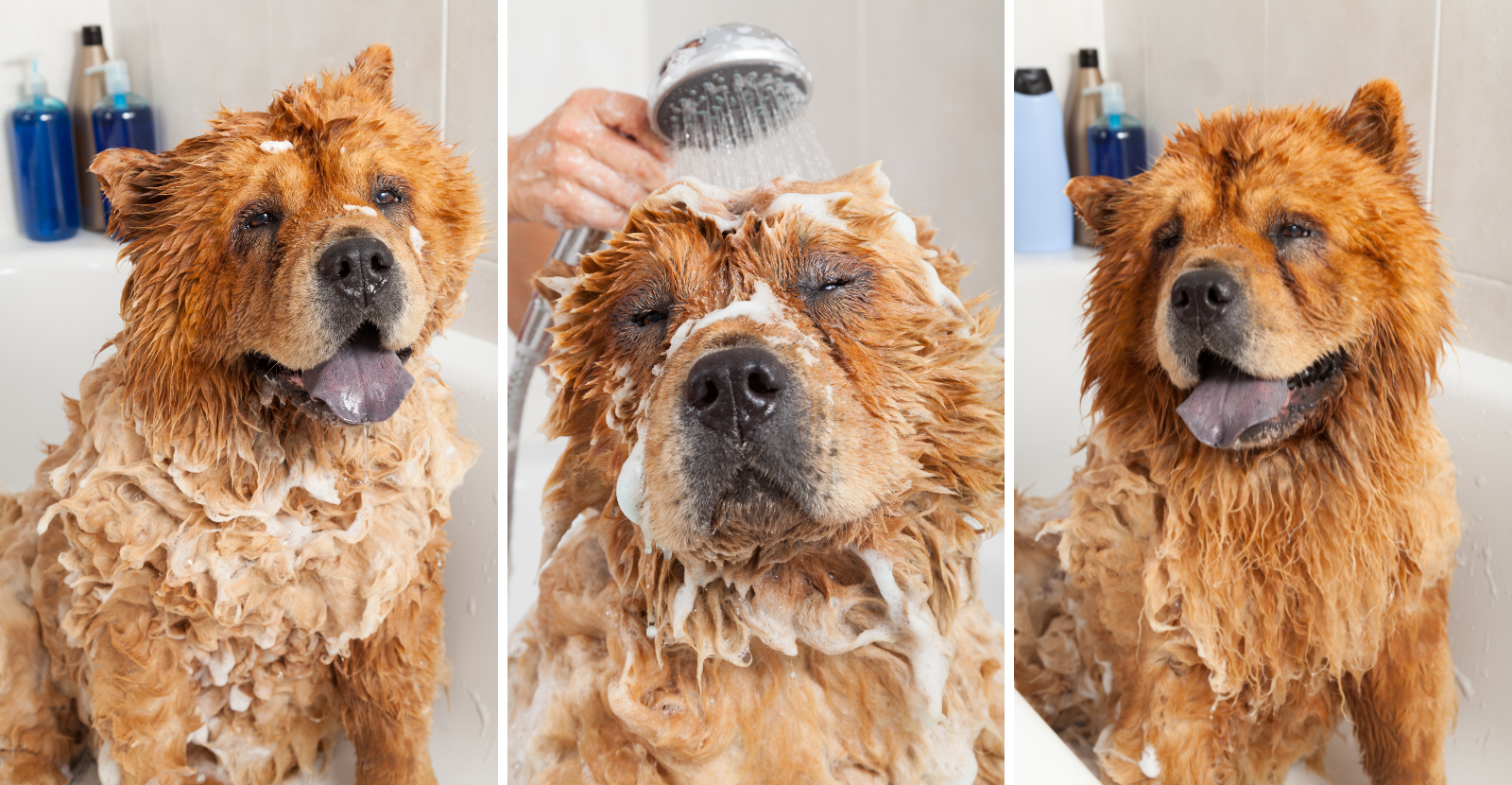 Bathe Your Chow Chow every 6 weeks