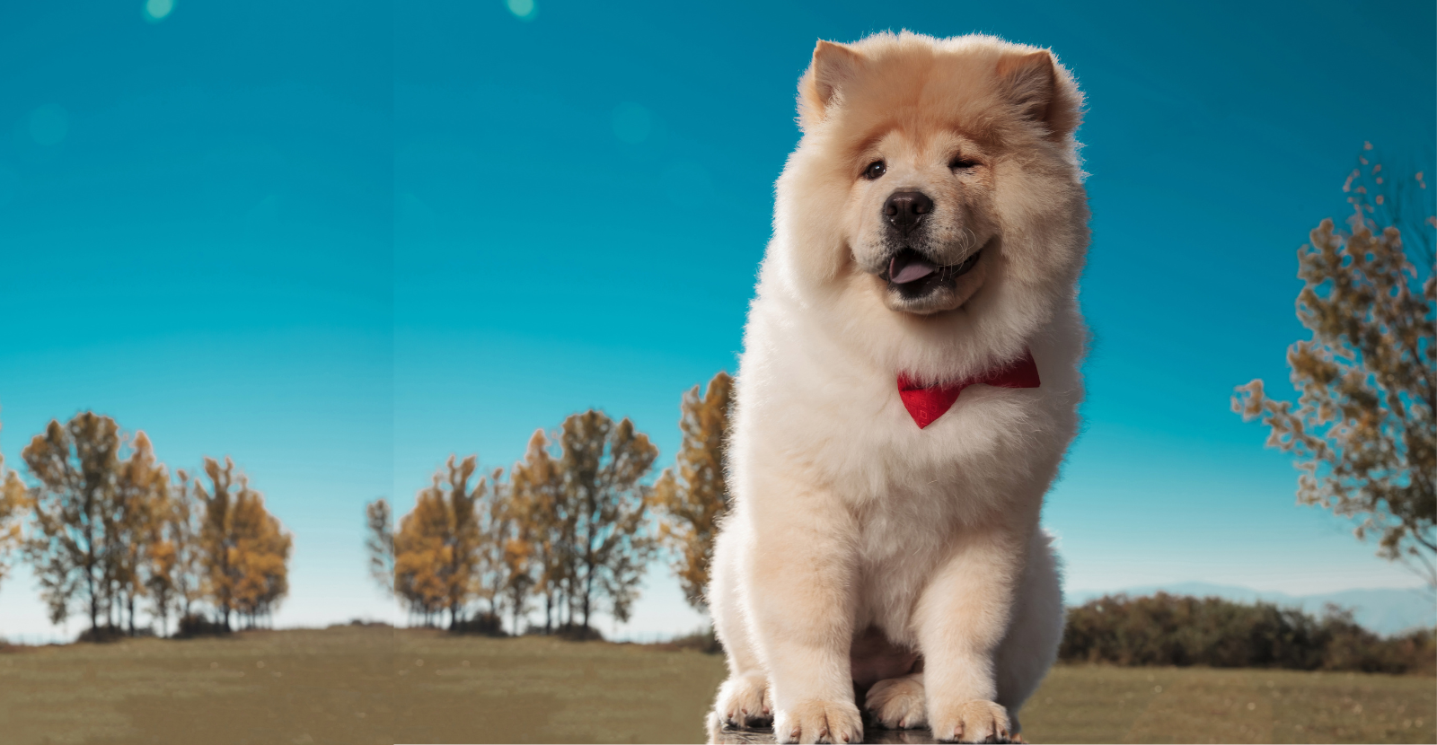 Chow Chow Dog Breed Full Moon Coin Purse PU Leather Small Change Purse Pouch Portable Card Holder Wallet For Women Men
