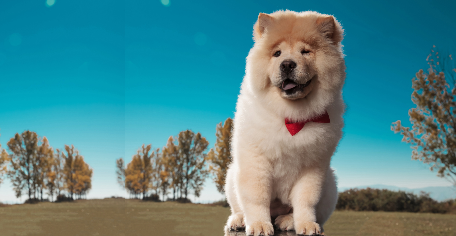 Beautiful Chow CHow