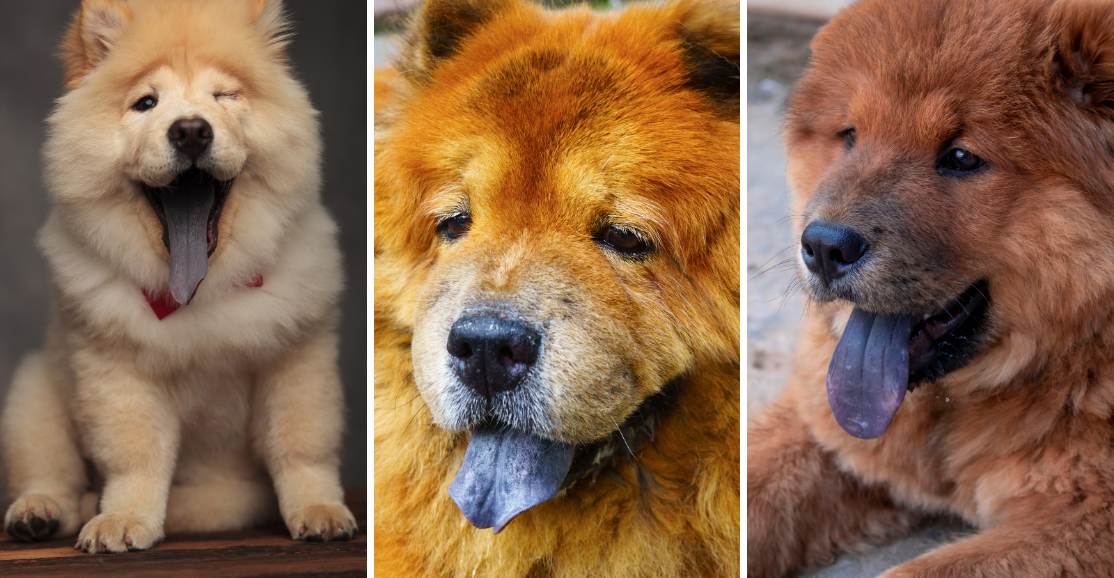 famous chow chows