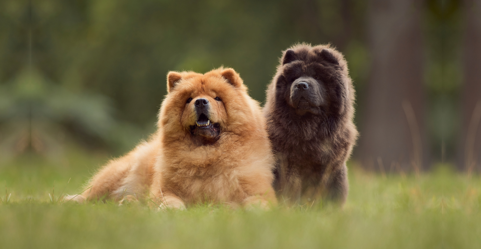 Ginger and Black Chow Chows